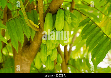 Bilimbi (Averhoa bilimbi Linn.) o frutti di cetriolo su albero Foto Stock