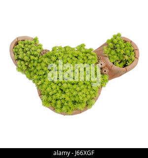 Oro Moss Sedum, sedum de oro nel recipiente isolato su sfondo bianco Foto Stock