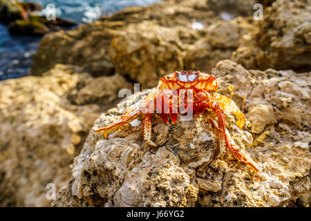 Morto il granchio eremita seduti sulle rocce del litorale presso il resort comunità di Ko Olina sulla costa ovest dell'isola hawaiana di Oahu negli Stati Uniti Foto Stock
