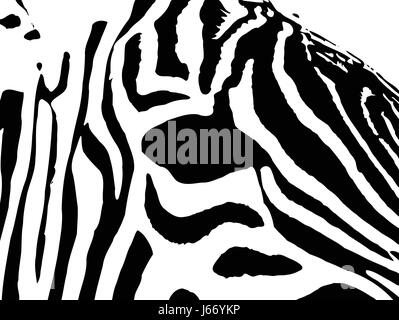 Illustrazione di un occhio di una zebra close up Foto Stock