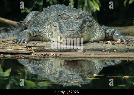 Coccodrillo di acqua salata (Crocodylus porosus) crogiolarsi sotto il sole, con riflessione nella calma acqua circostante. Foto Stock