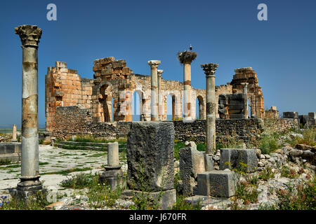 Basilica di Volubilis, escavazione romana in Marocco, Africa Foto Stock