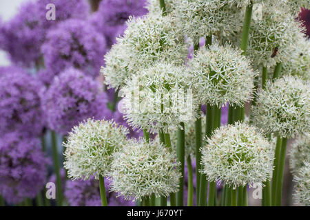 Allium 'Mount everest' Fiore display alla Mostra del fiore. Regno Unito Foto Stock