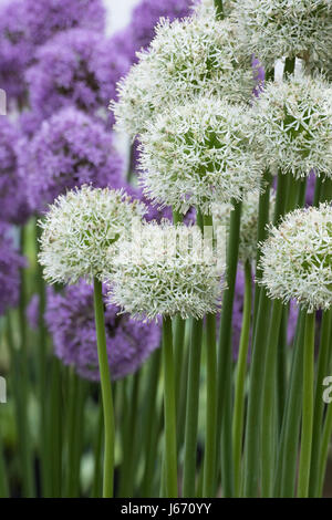 Allium 'Mount everest' Fiore display alla Mostra del fiore. Regno Unito Foto Stock