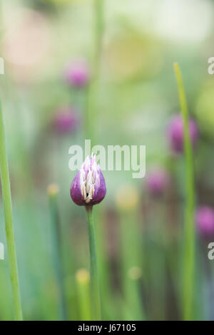 Allium choenoprasum, erba cipollina boccioli di fiori apertura su di un display a una mostra del fiore. Regno Unito Foto Stock