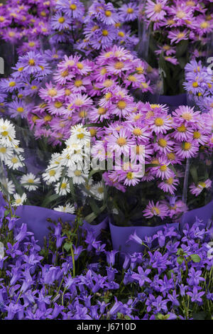 Mazzi di fiori Aster per vendita a flower show. Regno Unito Foto Stock
