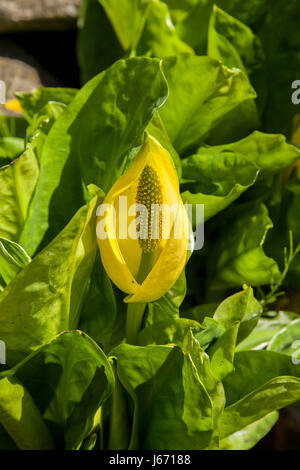 Skunk cavolo Lysichiton americanus crescendo in un laghetto in giardino nel Warwickshire, ha un odore sgradevole. La pianta è altamente invasivi. Foto Stock