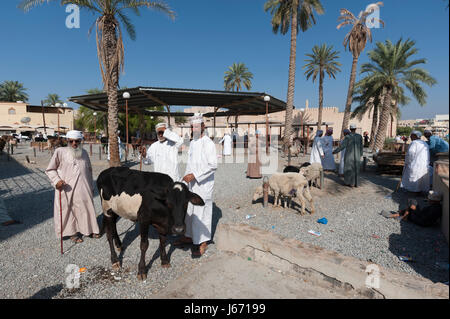 Nizwa mercato del bestiame, Oman. Foto Stock