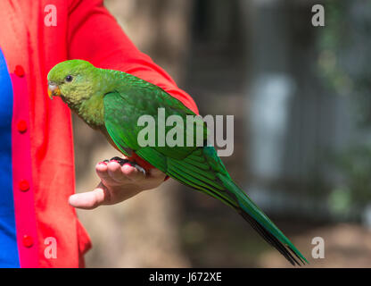 Femmina rosso pappagallo alato vola giù dagli alberi e atterra sul turista la mano. Kangaroo Island. Il South Australia. Foto Stock