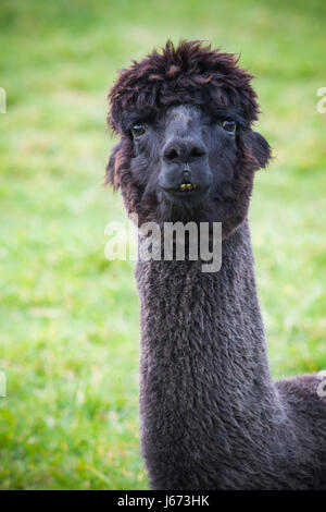 Close up divertente faccia di pelo nero alpaca ,llama nel campo naturale Foto Stock