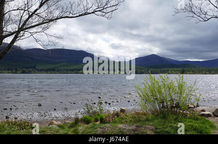 Loch Morlich Riva - Cairngorms in background Foto Stock