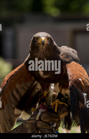 Harris Hawk appena finito di alimentazione e presenta ancora le sue ali rivolto verso il basso Foto Stock