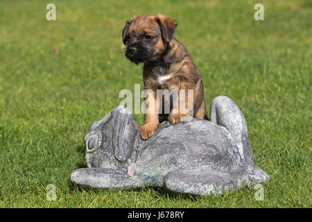 Border Terrier cucciolo in piedi su una rana di pietra Foto Stock