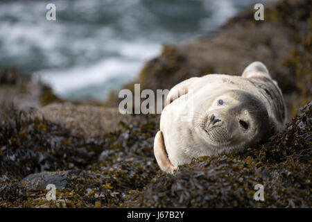 I capretti guarnizione grigio (Halichoerus grypus) a prendere il sole sulle rocce e alghe marine in mattinata sole primaverile, Skomer, il Galles, la molla 2017 © Jason Richardson / Ala Foto Stock