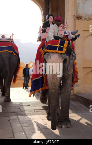 Decorate elefanti che trasportano i turisti a Forte Amber a Jaipur, Rajasthan, India, a febbraio, 16, 2016. Foto Stock