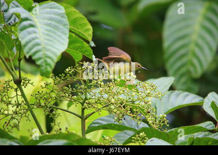 Marrone-throated Sunbird (Anthreptes malacensis) femmina in Simeulue islando,Indonesia Foto Stock