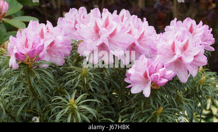 Rhododendron ponticum Filigran, araldo della primavera, fiore di giardini Foto Stock