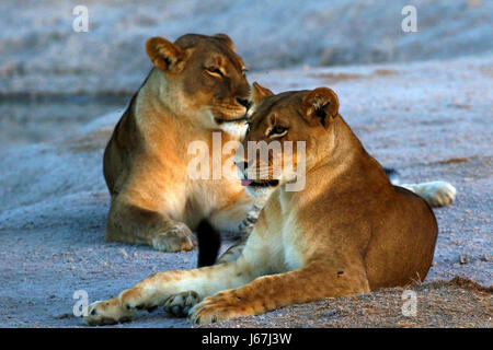 Leonessa al chiaro di luna Foto Stock