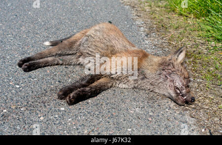 Roadkill, un decadimento dead red fox cub con sciamatura e uovo che posa bluebottles. Una volpe cub uccisi nel traffico su una strada costiera. Foto Stock