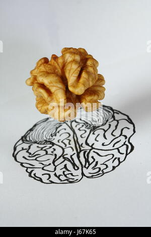 Emisferi brainanalogy Foto Stock