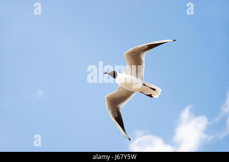 Di uccello bianco con testa nera e ali battenti e volare fino in blue air riempito di nuvole. Foto Stock