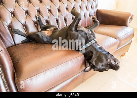 Un nero staffordshire bull terrier cane addormentato su un marrone in stile vintage divano in pelle. Egli è sdraiato sulla schiena con i suoi piedi in aria con la sua testa ha Foto Stock