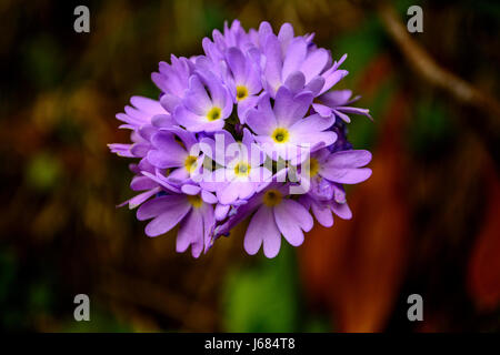 Primula denticulata Primula himalayana viola Foto Stock