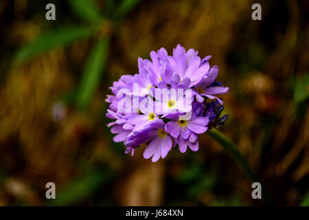 Primula denticulata Primula himalayana viola Foto Stock