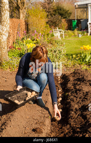 Donna piantagione primi tuberi nel suo orto Foto Stock