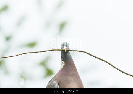 Funny pigeon portando big stick - comune il colombaccio Columba palumbus Foto Stock