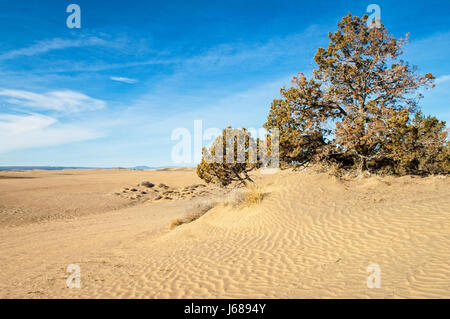 Le dune di sabbia e Western Juniper alberi di Natale Lake Valley, sud-est di Oregon. Foto Stock