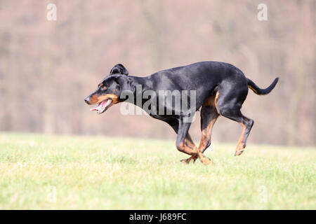 Brandlbracke Foto Stock