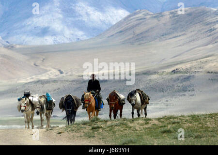 Pack cavalli e cavalcare driver sulle alte montagne del deserto: off-road, cavalli andare in una fila, faccia della persona è coperto con un cappello, il Tibet. Foto Stock