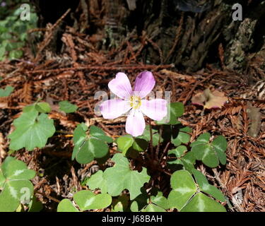 Redwood Sorrel fiore sul suolo della foresta Foto Stock