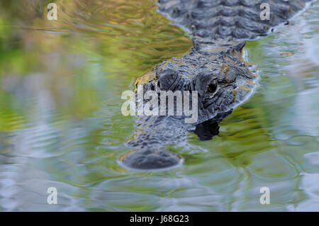 Pericolo di rettile coccodrillo di palude del coccodrillo di palude pericolose anfibi e rettili Foto Stock