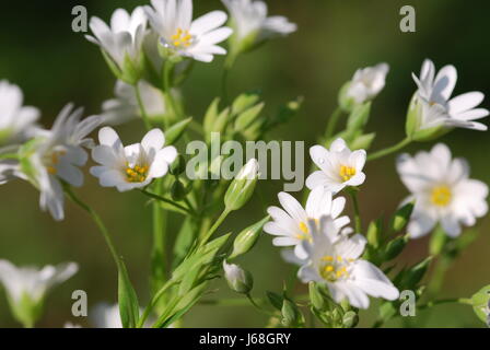 In gran parte di grandi dimensioni impianto bloom blossom fiorire fiorente in gran parte di grandi dimensioni Foto Stock