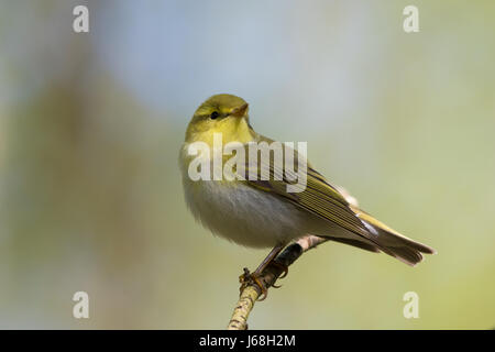 Legno trillo (Phylloscopus sibilatrix) Foto Stock