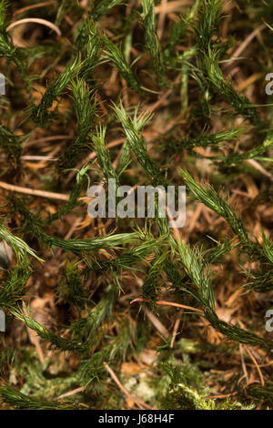 Giovani germogli di Polytrichum comune (Common Haircap) moss su un suolo della foresta. Foto Stock
