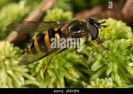 Didea fasciata hoverfly su Sphagnum moss Foto Stock