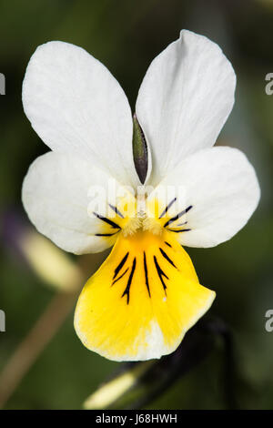 Dune Pansy (Viola tricolore ssp. curtsii) Foto Stock