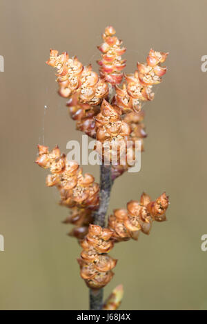 Bog-mirto (Myrica gale) Fiori Foto Stock