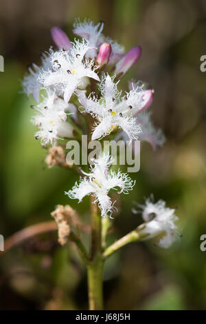 Bogbean (Menyanthes trifoliata) Foto Stock