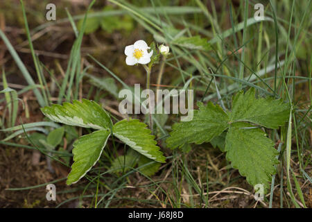 Wild fragola (Fragaria vesca) Foto Stock