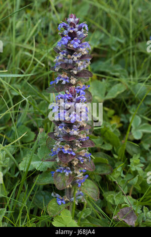 Tromba a piramide (Ajuga pyramidalis) Foto Stock