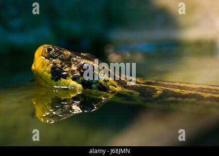 Animali Gli animali del rettile serpente rettili serpenti rettile animale animali in preda bottino Foto Stock