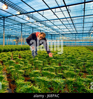 Orticoltura inginocchiato accovacciato in possesso di piante di contenimento che mostra il vetro uomo Foto Stock