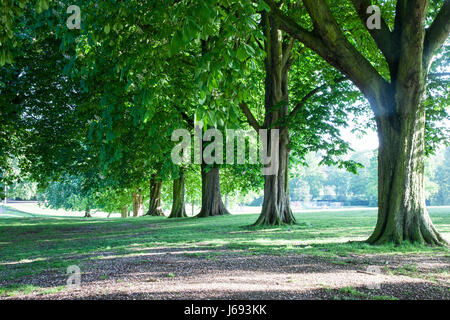 Abington Park, Northampton. Il 20 maggio 2017. Meteo. Il sole filtra attraverso gli alberi di questa mattina porta una promessa per un bel sabato, dopo la triste giorno piovoso stoviglie rosse. Credito: Keith J Smith./Alamy Live News Foto Stock