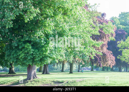 Abington Park, Northampton. Il 20 maggio 2017. Meteo. Il sole filtra attraverso gli alberi di questa mattina porta una promessa per un bel sabato, dopo la triste giorno piovoso stoviglie rosse. Credito: Keith J Smith./Alamy Live News Foto Stock