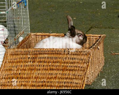 Conigli per la vendita su un Mercato francese Foto stock - Alamy