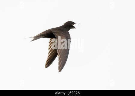 Titchwell RSPB Riserva Nord Norfolk, Regno Unito. Il 20 maggio 2017. Common Swift Apus apus cattura una mosca a Titchwell RSPB Riserva Nord Norfolk Credito: David Tipling Photo Library/Alamy Live News Foto Stock